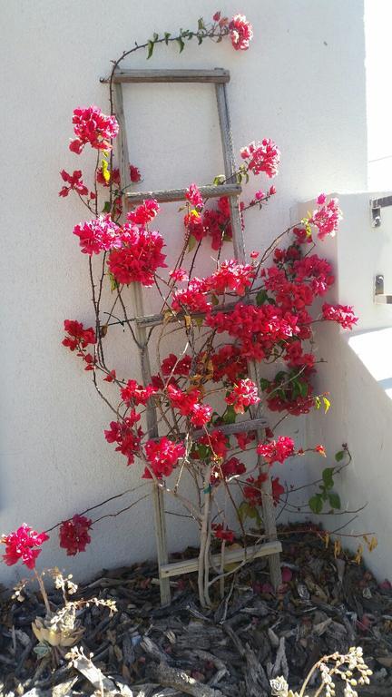 Pepper Tree Accommodation Beaufort West Luaran gambar