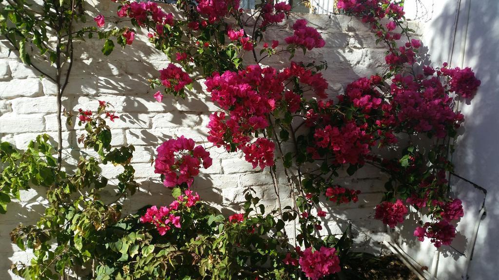 Pepper Tree Accommodation Beaufort West Luaran gambar